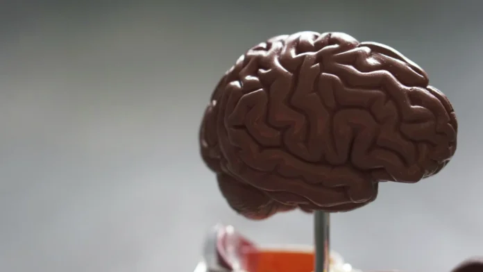 Velocidad de envejecimiento cerebral
