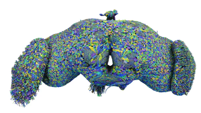 cerebro de la mosca de fruta