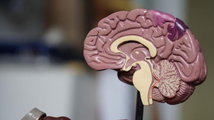 La edad en la que el cerebro está en su mejor momento y tiene el máximo rendimiento mental