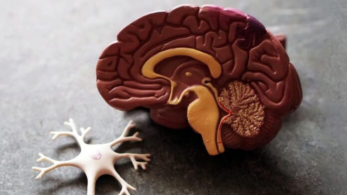 Descubren las etapas clave en el desarrollo del cerebro humano