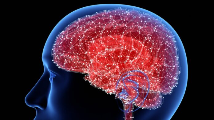 Cerebro - Multitarea - Neuronas - NeuroWeb