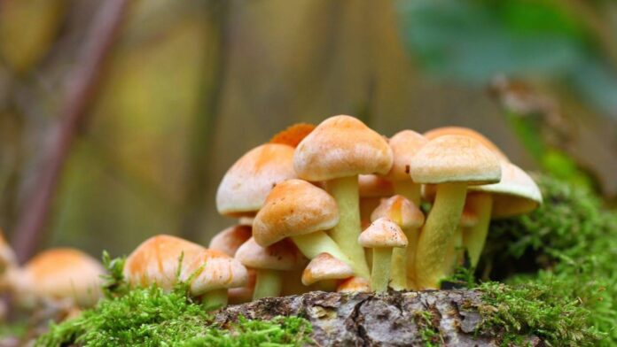 psilocibina y experiencias espirituales en neurociencia