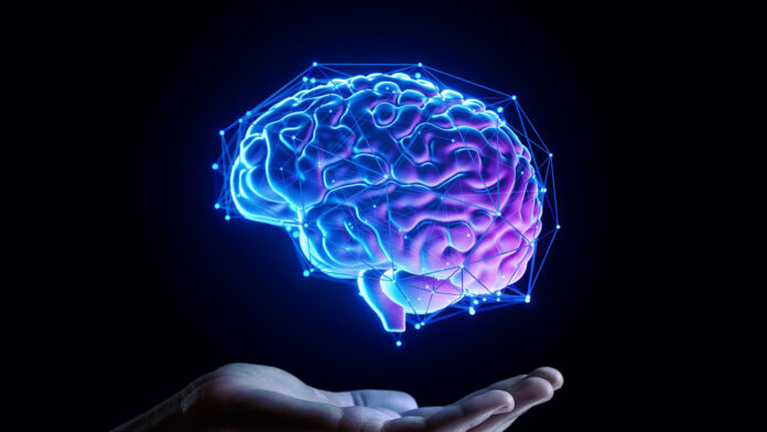 Cerebro - Equilibrio - Recuerdos - Memoria - NeuroWeb